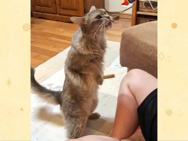 多分2足歩行できますよね…?まっすぐ伸びた背筋が美しいおやつに夢中な猫の姿【猫の日企画】