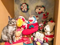 どこいった…？いつの間にかぬいぐるみに紛れ込むニャンコが可愛すぎる！【猫の日企画】