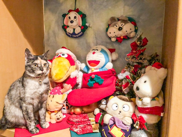 どこいった…?いつの間にかぬいぐるみに紛れ込むニャンコが可愛すぎる!【猫の日企画】