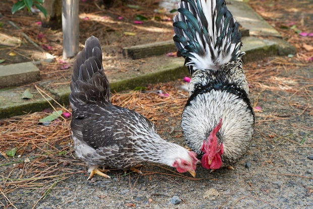 境内に、なぜかチャボが放し飼い！全国でも珍しいトラの狛犬にも注目の神社｜鳥取市