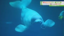 シロイルカの赤ちゃんに会える！中四国最大級の水族館・しまね海洋館アクアス｜浜田市・江津市