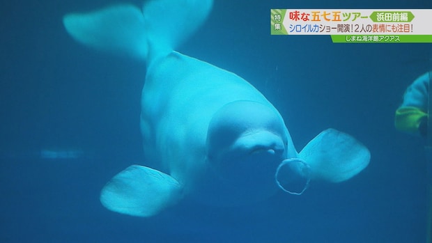 シロイルカの赤ちゃんに会える！中四国最大級の水族館・しまね海洋館アクアス｜浜田市・江津市
