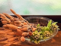 野草を食卓に！おさんぽしながら見つける、春の味覚【鳥取田舎暮らし】