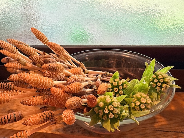 野草を食卓に！おさんぽしながら見つける、春の味覚【鳥取田舎暮らし】
