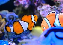 【かにっこ館】入館無料！カニが主役の水族館。全国でも珍しい魚の展示も｜鳥取市