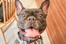 絶品ランチとスイーツで、人も犬も笑顔になれるドッグカフェ♪|浜田市