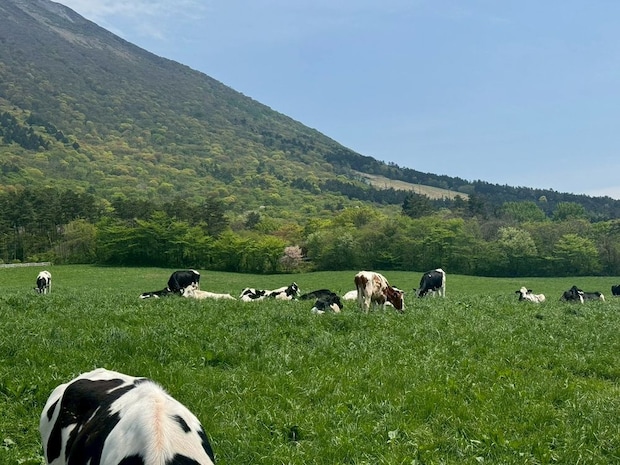 大山の絶景と白バラ牛乳を満喫!リニューアルした〈大山まきばみるくの里〉へ |鳥取県大山町