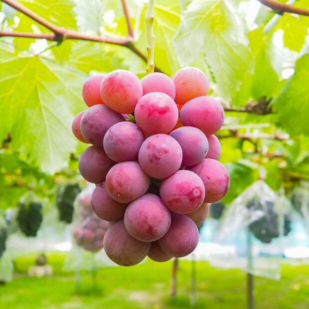 【高級ぶどうが当たる!】大粒&果汁あふれる旬のぶどうを5名様に。「na-na夏のご褒美キャンペーン」開催!