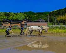 大自然の中、自分の責任で自由に遊ぶ！森のうまごやプレーパーク｜鳥取県智頭町