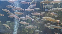 豊富な水槽と魚たち！ゴビウスで生き物たちに癒される｜島根県