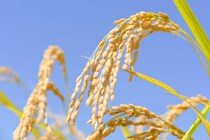 大事なことは吉日に。12月の一粒万倍日は？