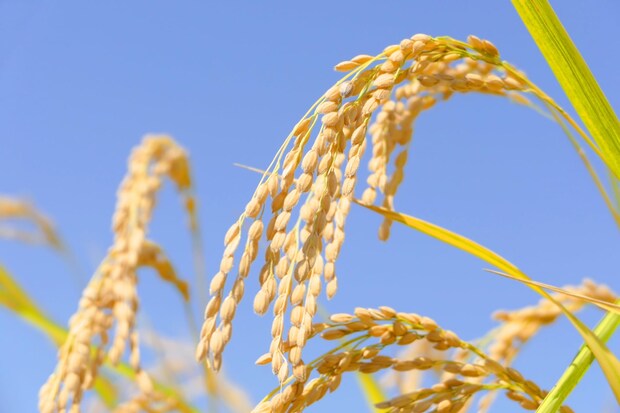 大事なことは吉日に。12月の一粒万倍日は?