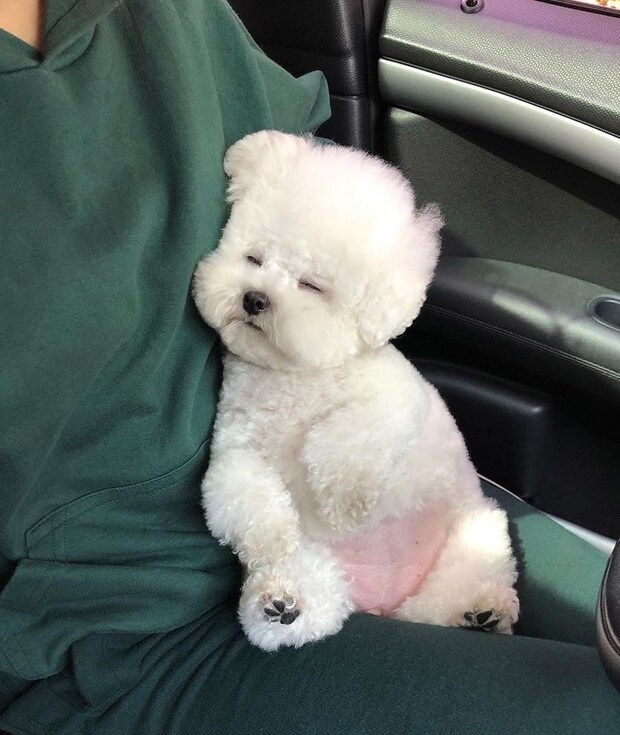 韓国の白モフ犬に夢中！癒やしを与えてくれる激可愛わんこ