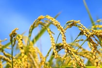 2022年3月の一粒万倍日をチェック。26日は天赦日と寅の日も重なる最強デー！