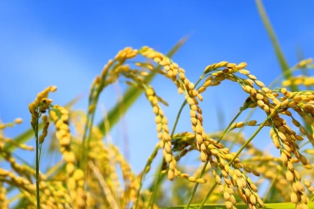 2022年3月の一粒万倍日をチェック。26日は天赦日と寅の日も重なる最強デー！