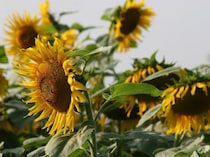 猛暑で前頭葉が疲れる！？「脳の夏バテ」の心理学