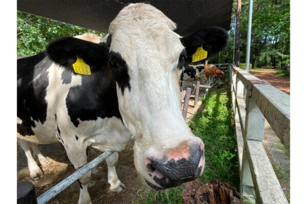 「やだカワイイ」 埼玉の動物公園、牛のために導入した “マシン” が… 人間にも大好評 「ウッシッシな極楽道具ですね!」