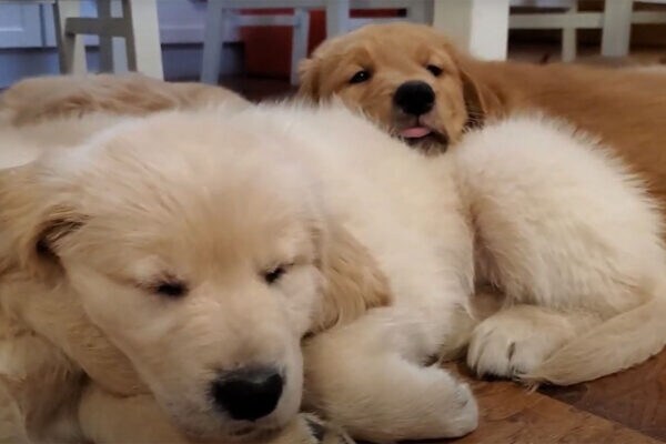 「かわいさ爆発してるっ！！」まるでふわふわの毛布な子犬たちの寝姿に視聴者がキュン