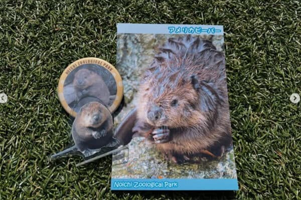 「まだまだ末っ子なんだな」高知の人気者ビーバー「コッペ」が帰宅拒否！？SNS「人間味ある」「ほっこり」癒される声続々