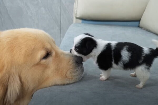 ゴールデンレトリバーがかわいい子犬に襲われる!?「バトルなのにほっこり」する声も