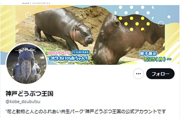 「美カバになるわよ」神戸どうぶつ王国の小さなアイドル誕生！？「なんちゅうカワイさやー！」愛らしい姿にSNSが悶絶