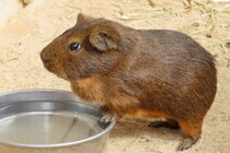 「怖すぎる（笑）」「死んでいるのかと」　動物園の人気者… イメージと違う姿にSNS民、 “かわいい” と “不気味” のはざま