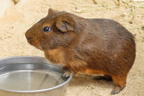 「怖すぎる（笑）」「死んでいるのかと」　動物園の人気者… イメージと違う姿にSNS民、 “かわいい” と “不気味” のはざま