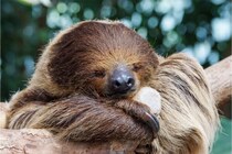 「毛流れどうなってるの？」？　人気モノ動物の “見たことない姿” に…ファンたち「背中にモヒカン」「りっぱな赤福」