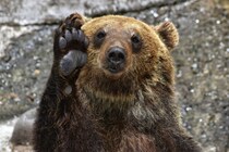 映画「ヒグマ!!」公開延期は “英断” か “忖度” か？　現実での被害拡大が問う、「エンタメの役割」と「社会的配慮」の線引き