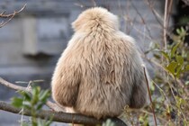 「見たことないフォルム」「腕そうやって畳むんだ」…　ミラクルな【寝姿】を捉えた写真に 衝撃走る ⇒「すみっコぐらしに仲間入りできるね」