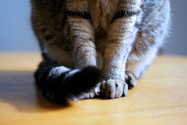 「にゃ、にゃんだそりは！！」犬派のイケオジ俳優のイメージが崩壊！？あまりの「親バカ」具合にファンが悶絶