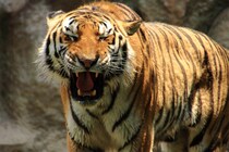 「でっかいﾈｺﾁｬﾝ」「デカ肉球」　アムールトラ赤ちゃん3頭 ねむねむ…　疲れた現代人たちを癒やす 「皆でまったりごろりんですね」