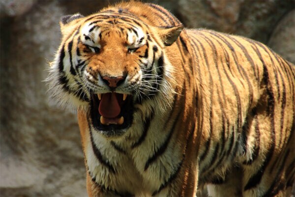 「でっかいﾈｺﾁｬﾝ」「デカ肉球」　アムールトラ赤ちゃん3頭 ねむねむ…　疲れた現代人たちを癒やす 「皆でまったりごろりんですね」