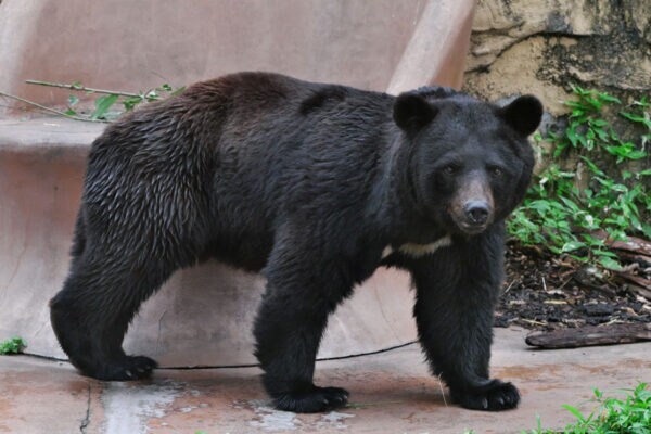 「クマ↑？ク↓マ？ク↑マ？クーーーマ？」最近の“熊のニュース”で大混乱！「クマ」のイントネーションが人によって違う謎