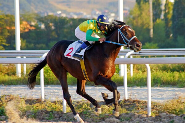 【福袋】「高島屋」の斬新すぎる“運試し”…2万円で「一口馬主」になれる“究極の推し活”福袋が登場!