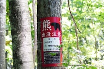【熊被害で高まる関心】東出昌大だけじゃない！実は“狩猟免許”を持ってる芸能人