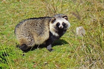 「怖くて声出た」「妖怪だ」　超巨大タヌキの “錯視画像” にビビる人続出…正体は？　「暗いところで見たらビビり散らかす」