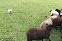 「世界一ダメな牧羊犬」が意外な才能を開花？必死に逃げ回る姿にSNSが爆笑！「逆に天才的」と絶賛の嵐