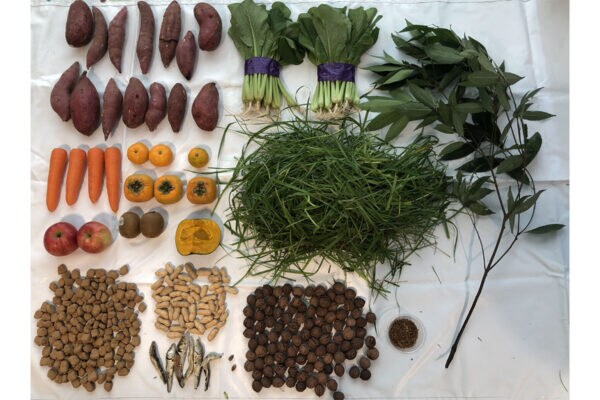 上野動物園【クマの冬眠】投稿に2.2万「いいね」、1日に必要な“エサの内訳”に「人間がご飯を奪って申し訳ない」の声も