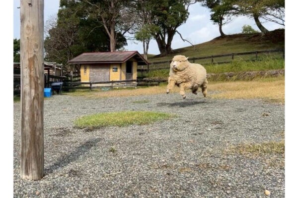 まるで、“飛ぶラグ”「おやすみなさい」と言いつつ、寝る気ゼロ！ 矛盾だらけの就寝挨拶に1万いいね
