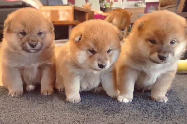 3匹の柴犬の子犬が同時にスヤァ…「尊すぎる寝落ち」姿に「抱きしめたい！」「完璧なかわいさ」世界中が絶賛の声