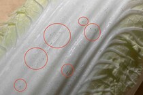 白菜の「黒い点」はカビ！？ 農水省が「捨てないで」と呼びかける意外な正体【栄養士解説】