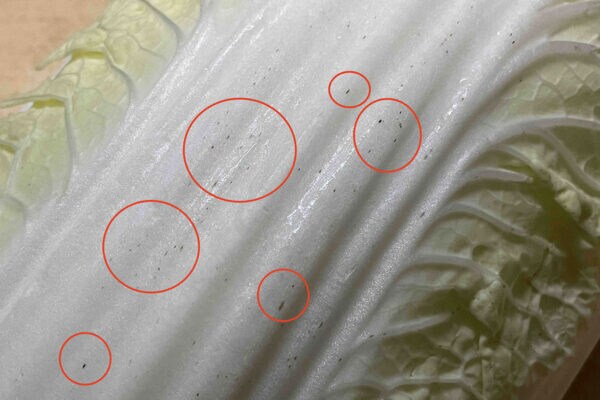 白菜の「黒い点」はカビ！？ 農水省が「捨てないで」と呼びかける意外な正体【栄養士解説】