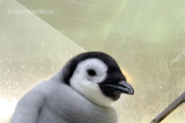 「理性失いそう…」魅惑の“3段ポヨポヨ”にネット民が総悶絶!?アドベンチャーワールドのペンギン赤ちゃんが“ぬいぐるみ超え”のかわいさ