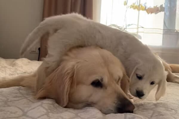 「忍耐力がすごすぎる！」「子犬も健気」視聴者も驚き！子犬に必死でアピールされるも大人の余裕を見せるゴールデン