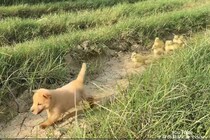 アヒル隊のリーダーはなんと子犬…？仲良しすぎる「宝探し」の大冒険に癒やされる人続出！