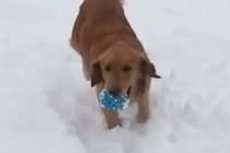 「えっ、今の音なに！？」ゴールデンレトリバーが大混乱！かわいすぎる“天然リアクション”に世界中が爆笑