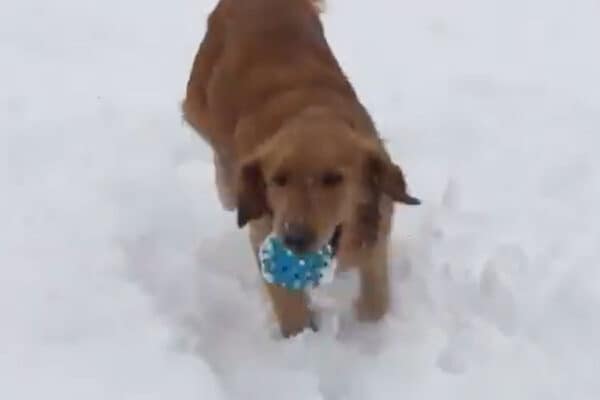 「えっ、今の音なに！？」ゴールデンレトリバーが大混乱！かわいすぎる“天然リアクション”に世界中が爆笑