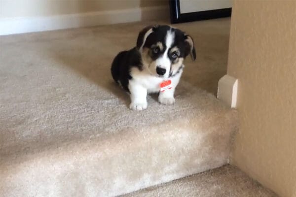 「足が短くて…」階段で“詰んだ”子犬コーギー…「クゥ～ン」と鳴く姿に世界中が悶絶！？