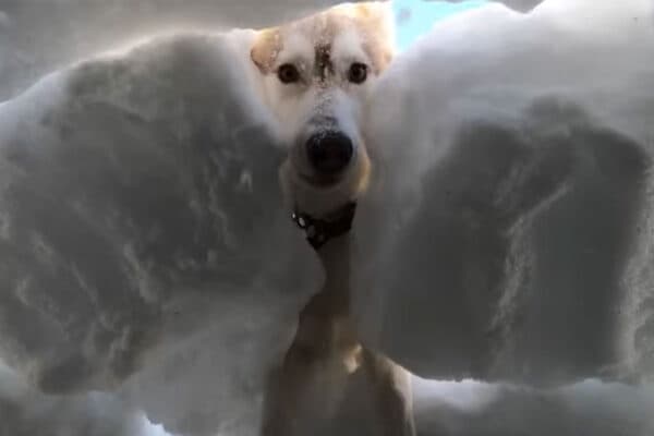 「頼もしすぎる！」雪に埋まった飼い主を救え！ ハスキー犬たちの“全力レスキュー”が異次元すぎ